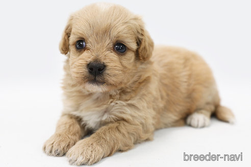 成約済の神奈川県のミックス犬-310936の2枚目